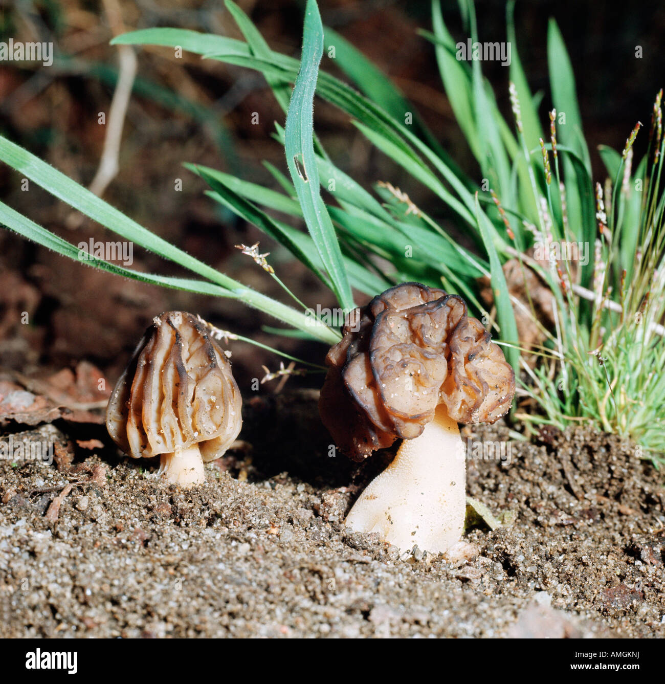 champignon morille Yellow Morel Morchella esculenta Ascomycetes Europa Europe Morcheln Morille commune Nahrungsmittel Natur Pfla Stock Photo