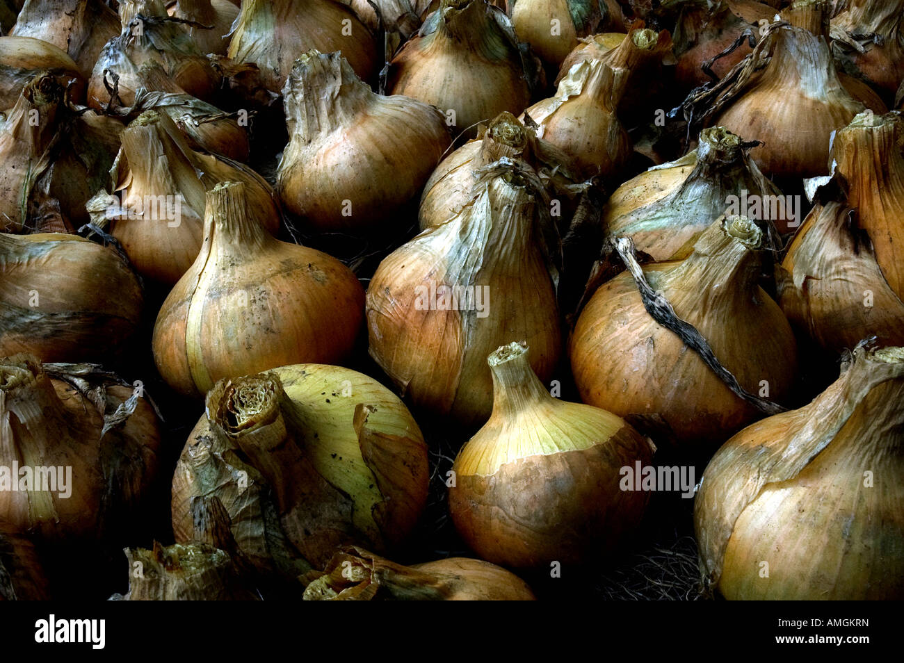 Onions and shallots drying off Stock Photo Alamy