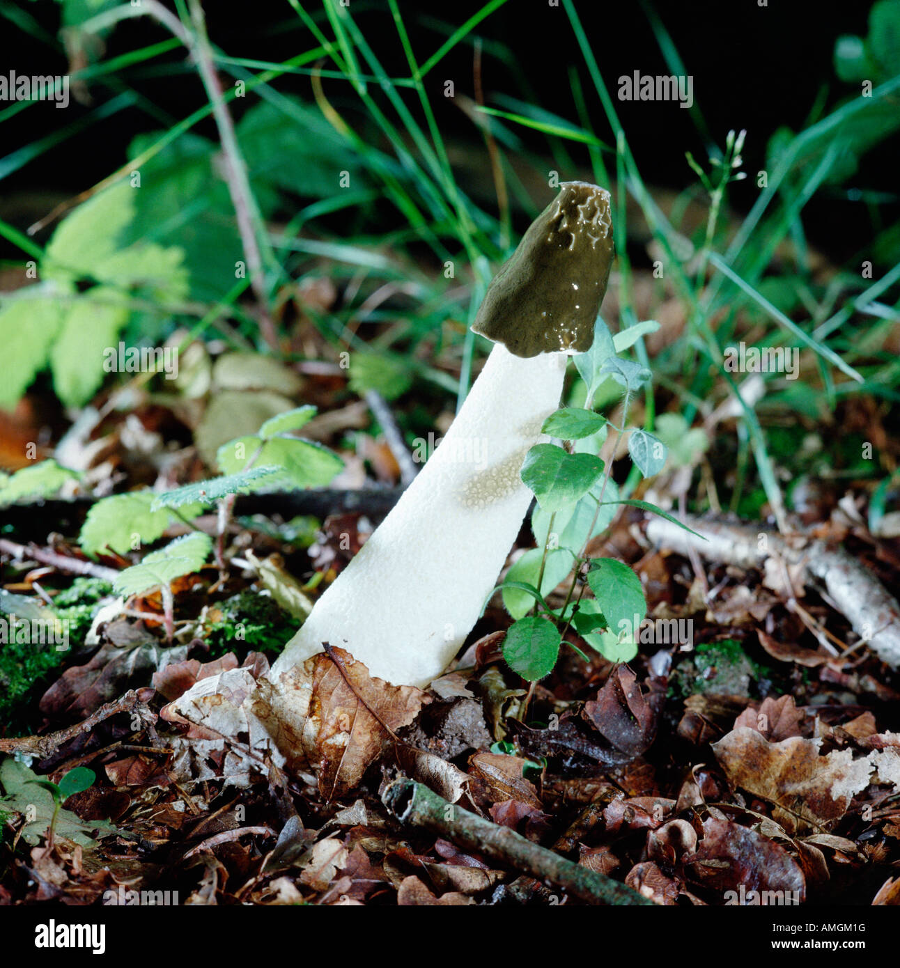 champignon STINKHORN satire puant PHALLUS IMPUDICUS HEAD WITH SPORE SLIME ODOR FETID ATTRACTS INSECTS WHICH DISPERSE SPORES non Stock Photo