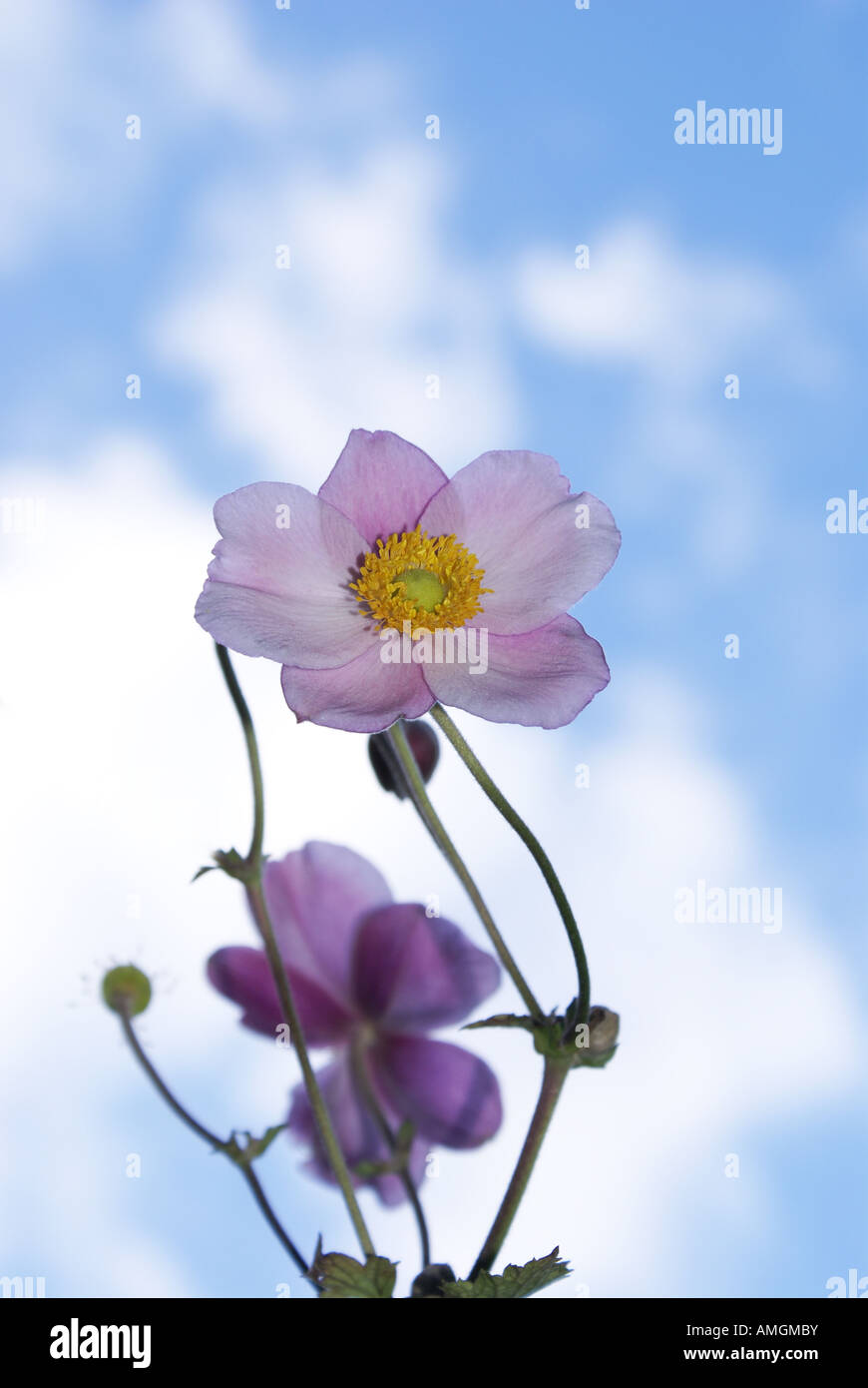 lilac anemone flower against blue skies Stock Photo Alamy