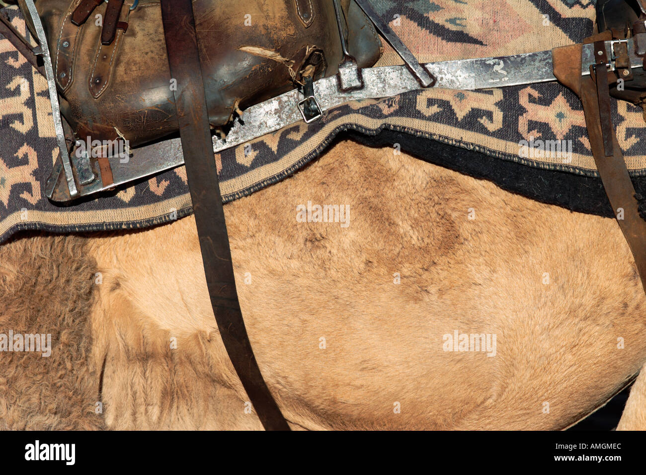 Camel with Saddle II