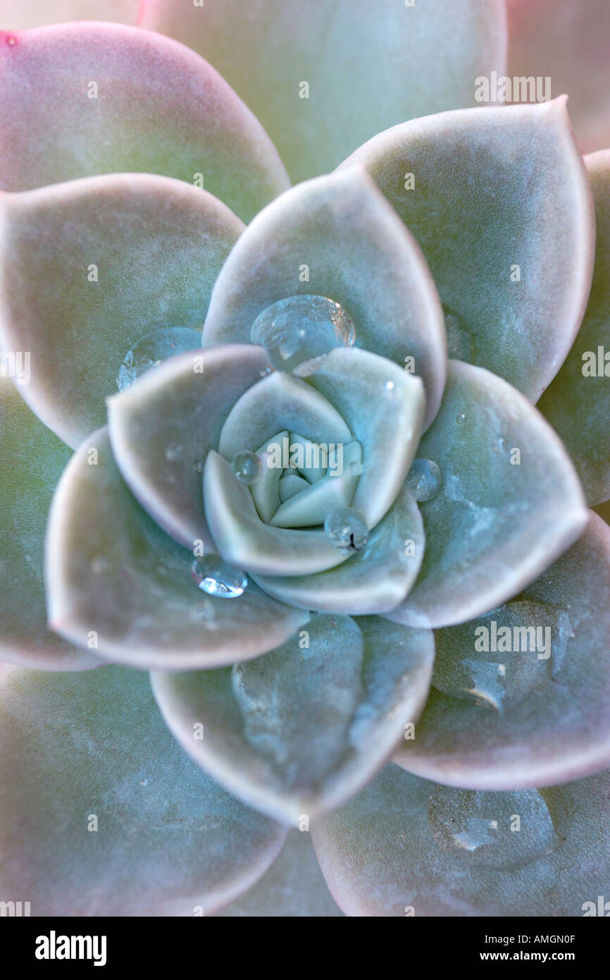 Close up of water on Mexican Snowball Echeveria elegans Stock Photo