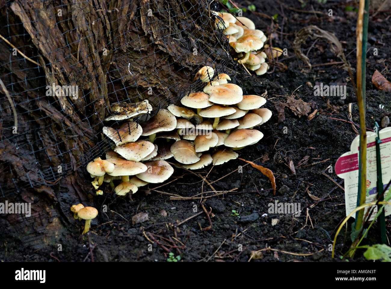fungus growing on a tree Stock Photo