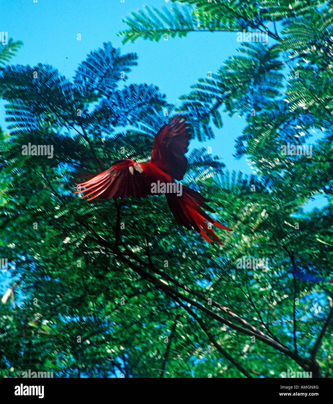 Scarlet Macaw (Ara macao), also known as Guacamaya or Lapa Roja, in the rainforest near Montes Azules Biosphere Reserve. Stock Photo