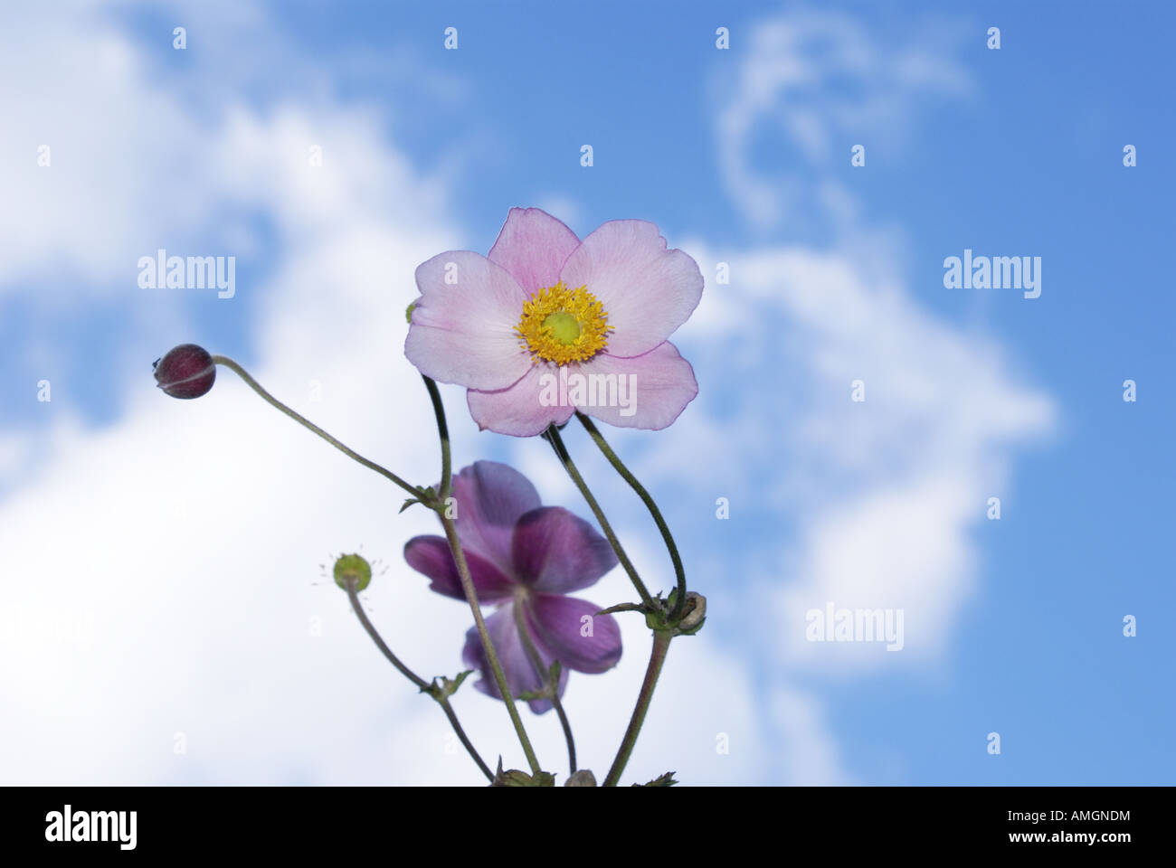 lilac anemone flower against blue skies Stock Photo Alamy
