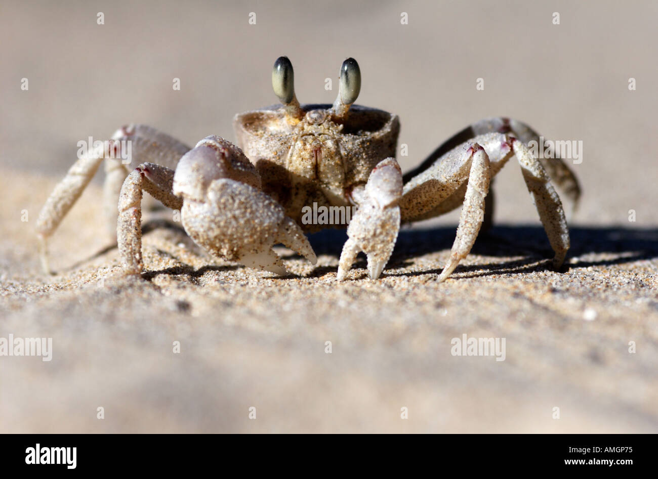 Common Ghost Crab Ocypode cordimana close up on beach Stock Photo - Alamy