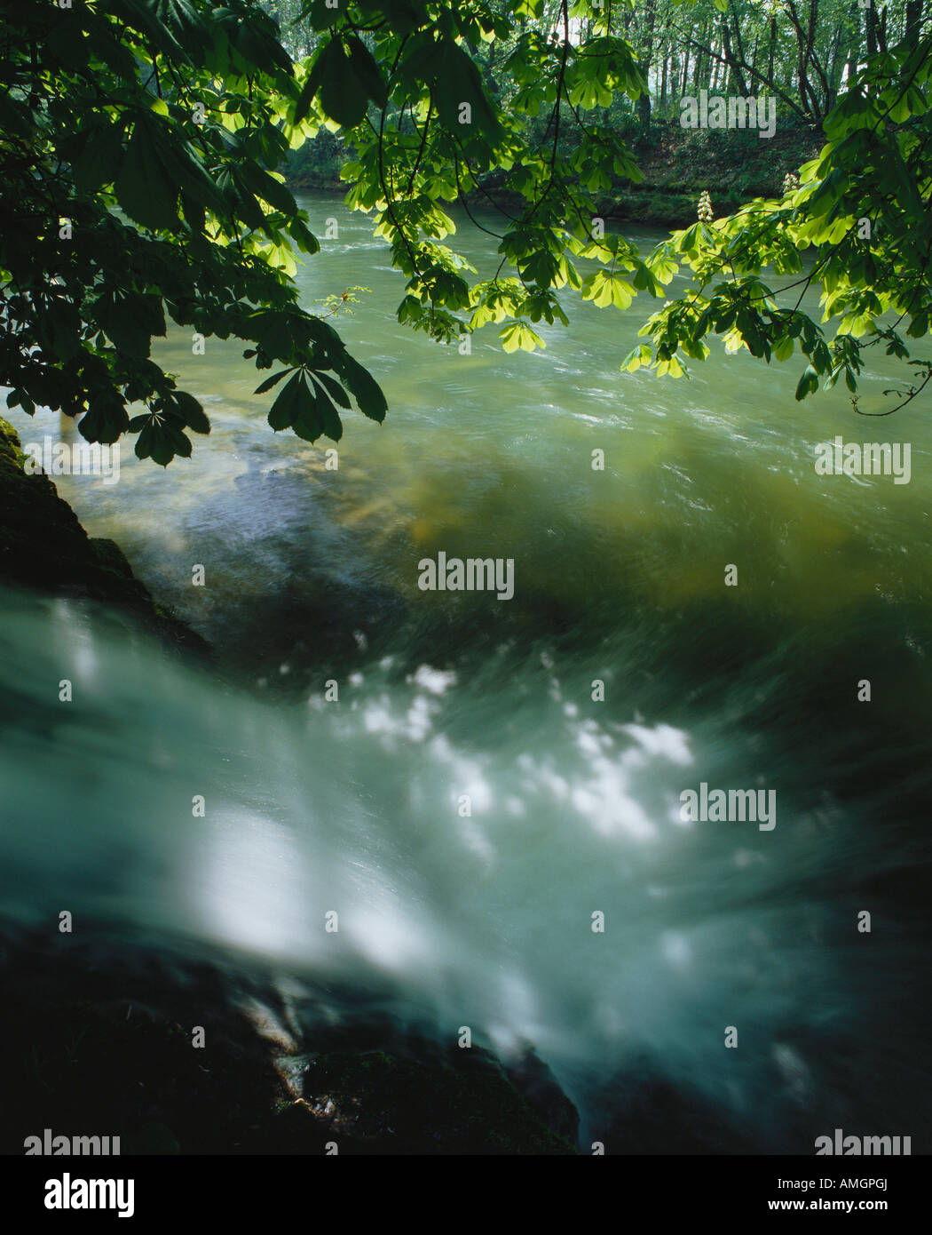 Tree branches hanging over water hi-res stock photography and images ...