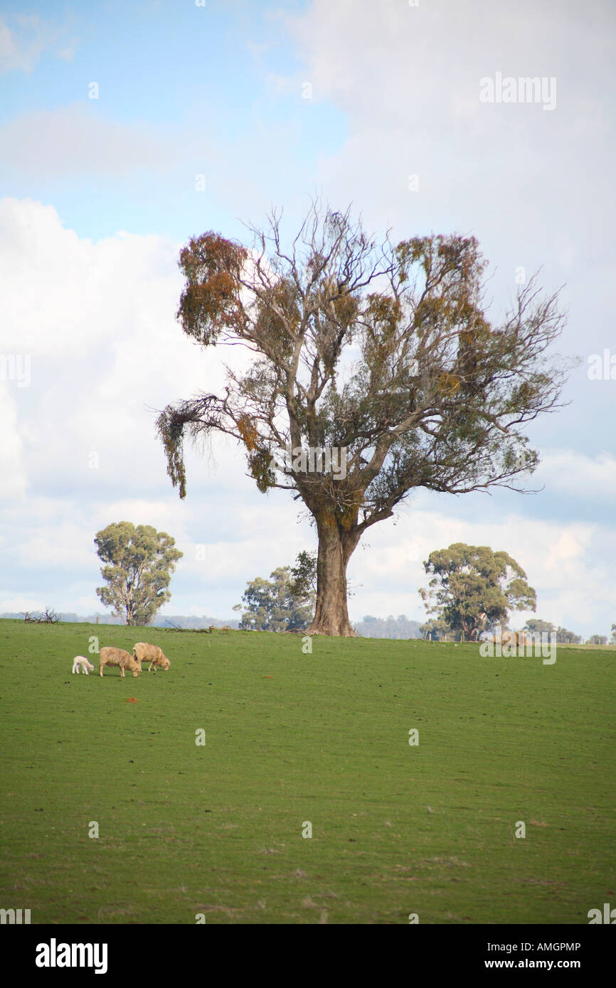 Sheep grazing on green grass New South Wales Australia Stock Photo