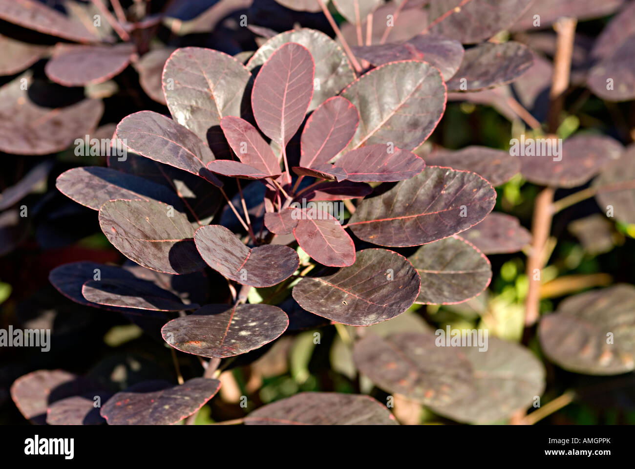 coggyria smoke bush purple leaves Stock Photo