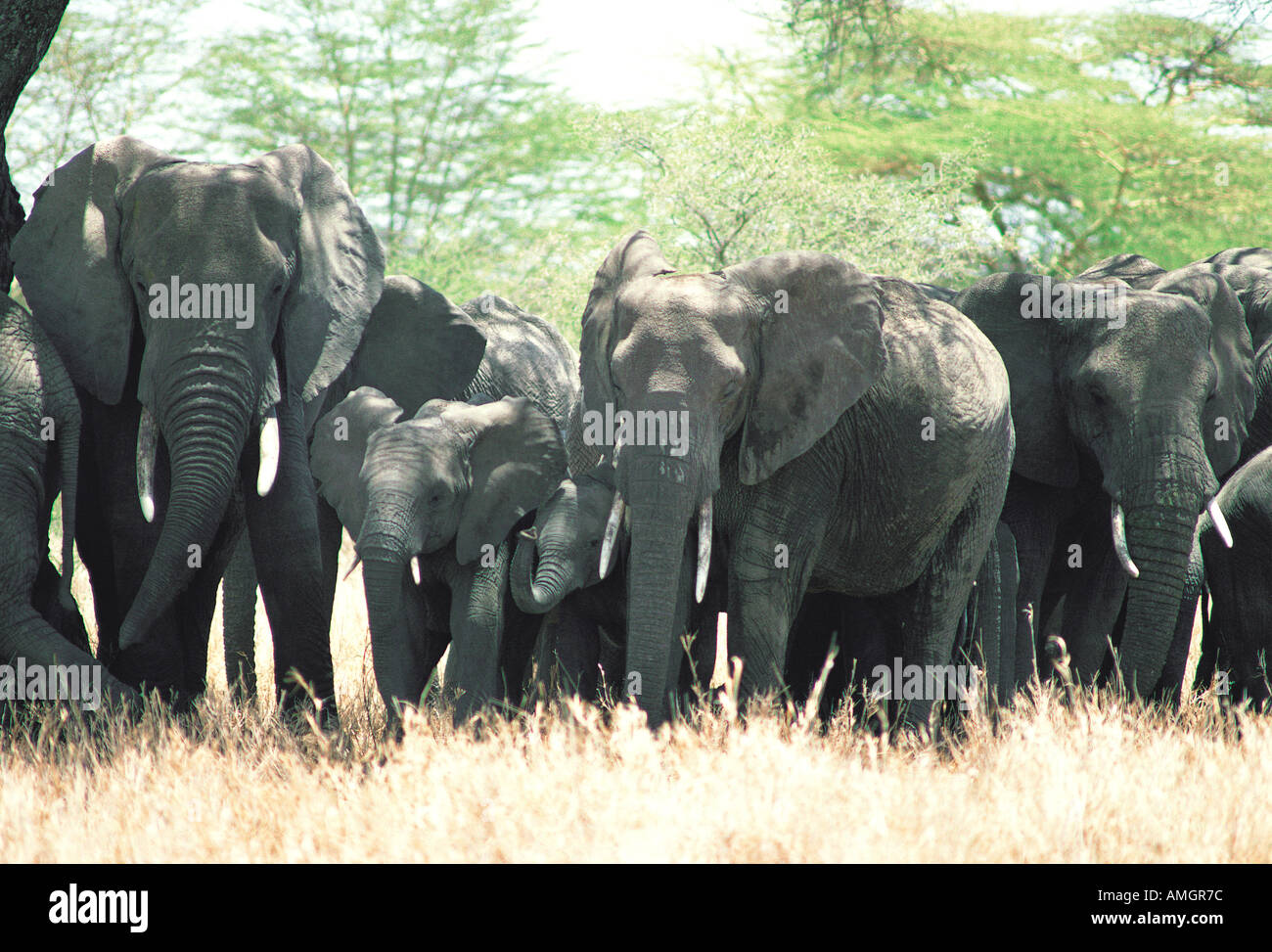 Elephant herd of females and calves resting in the shade of acacia trees in the mid day heat Stock Photo