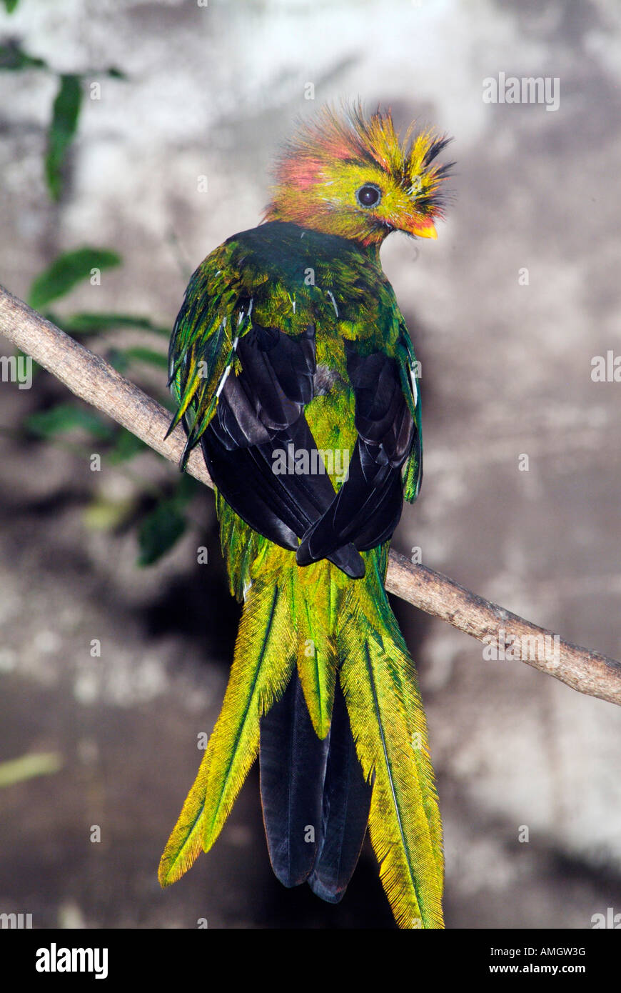 Can I Bring My Pet Bird to High Altitude? Essential Tips