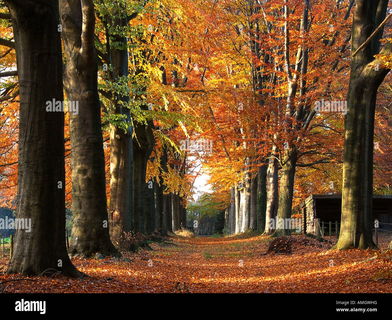 Woodland full straight tree hi-res stock photography and images - Alamy
