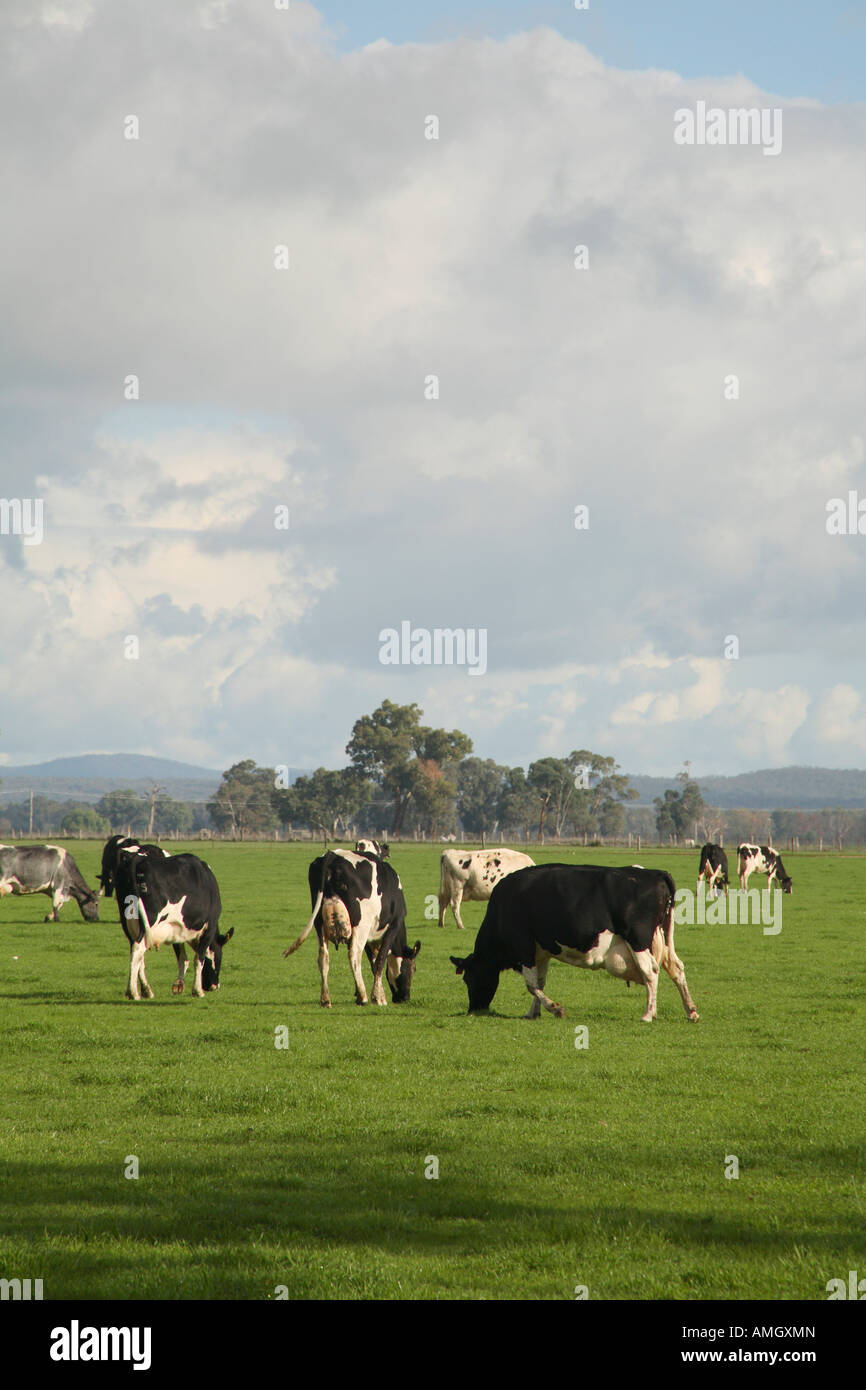 Dairy Cows grazing on green pasture in Victoria Australia Stock Photo