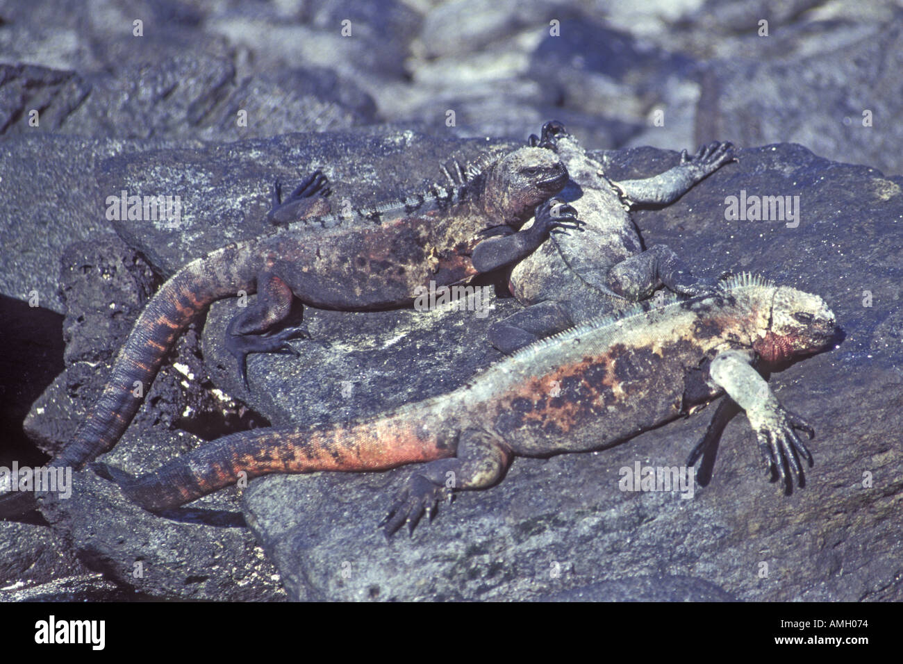 Marine Iguanas Amblyrhynchus cristatus Galapagos Islands Stock Photo