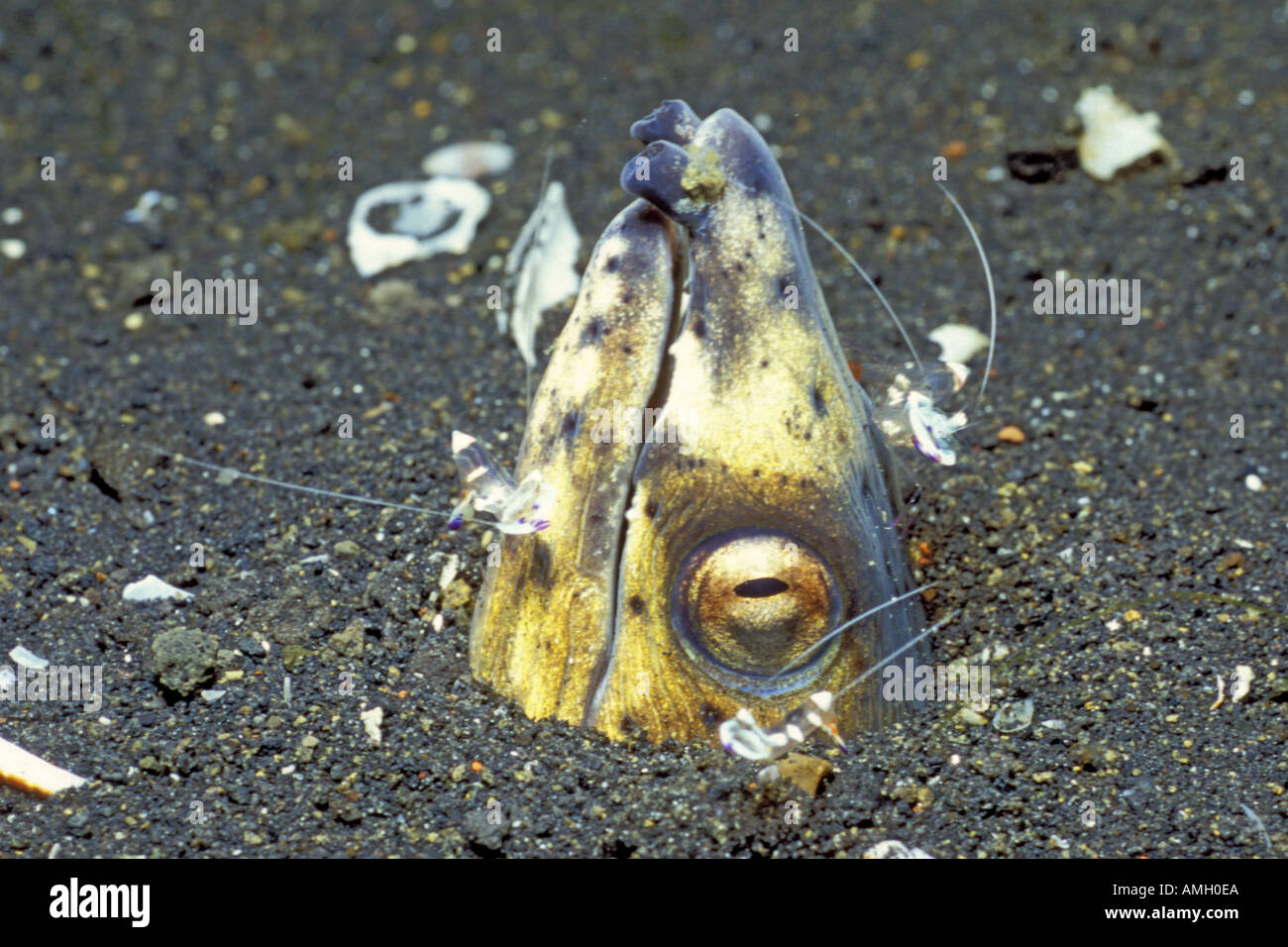 Black finned Snake Eel being cleaned by Shrimp Oophchthus melanochir ...