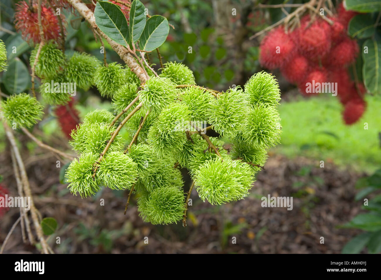 Immature Rambutan growing on branch. Stock Photo