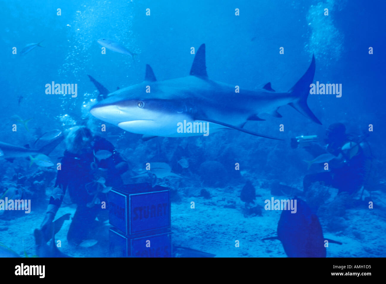 Feeding Caribbean Reef Shark Carcharhinus perezi Bahamas Stock Photo