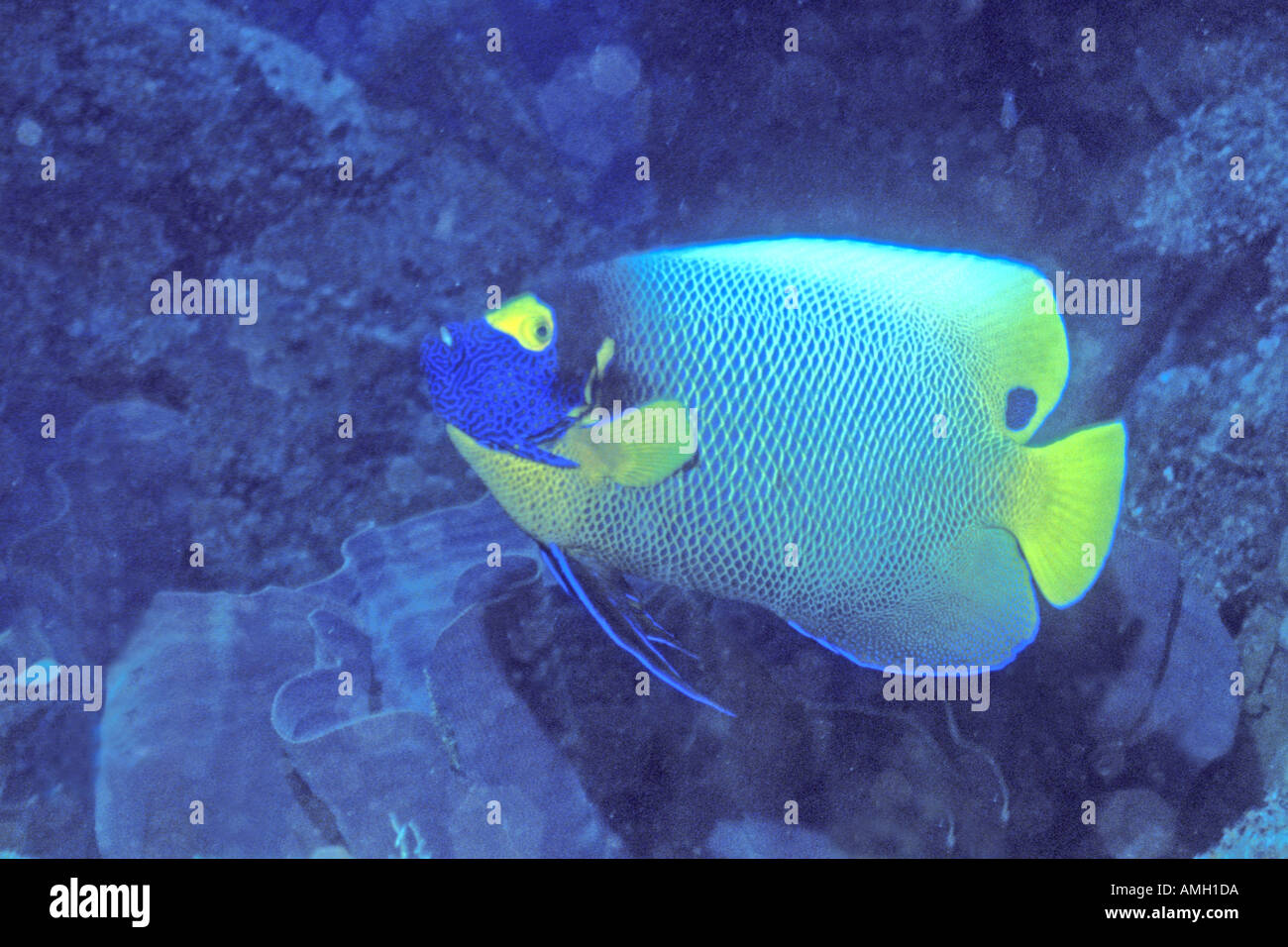 Yellow mask Angelfish Pomacanthus xanthometopon Solomon Islands Stock Photo