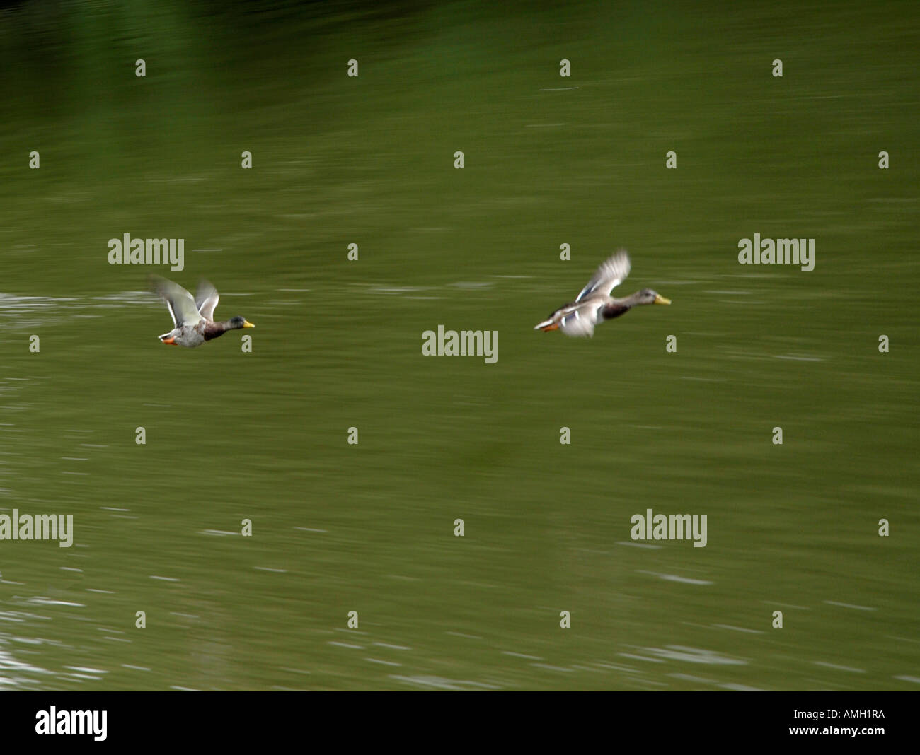 Ducks racing over the river Stock Photo - Alamy