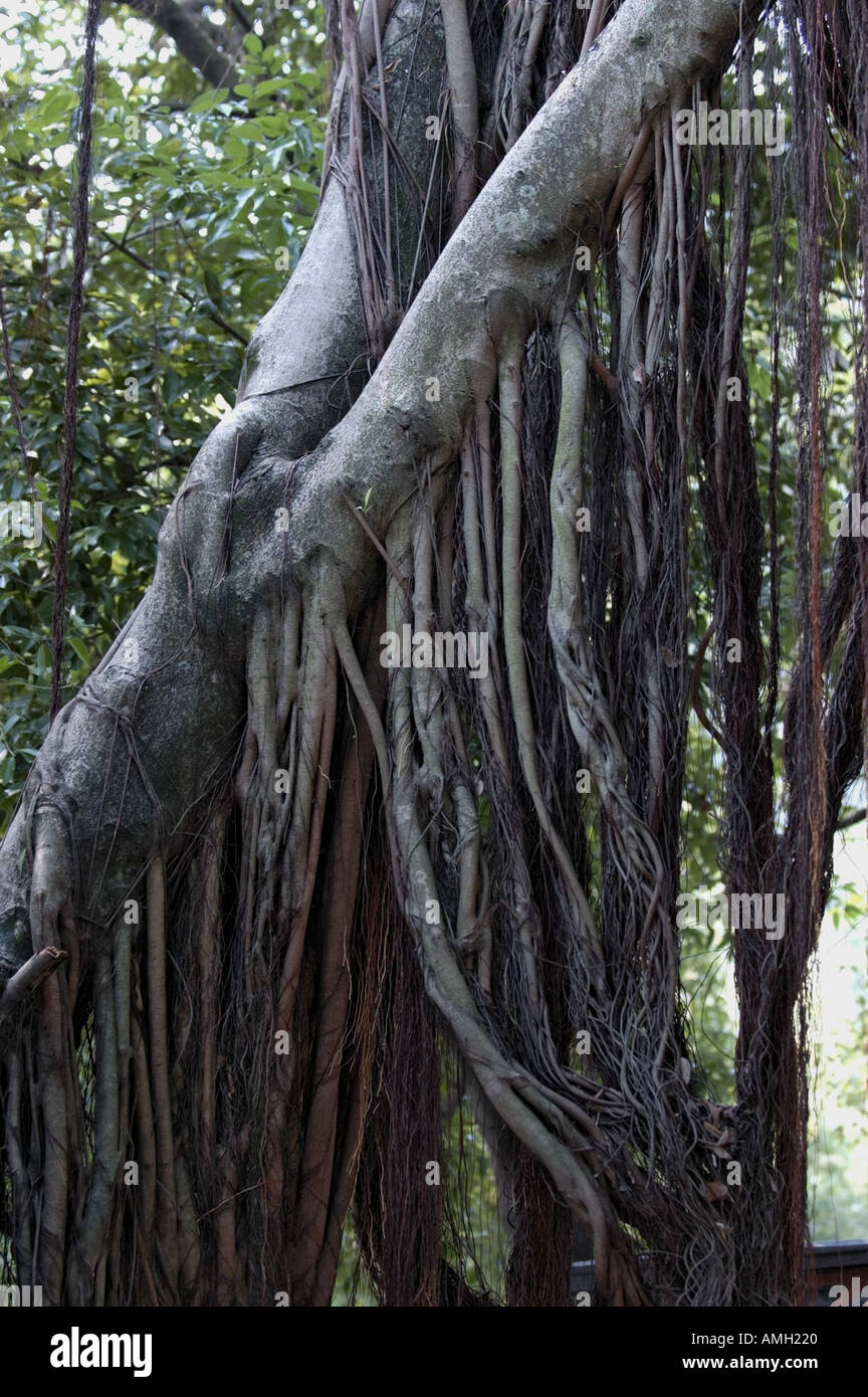 Roots Details Banyan Tree High Resolution Stock Photography and Images ...