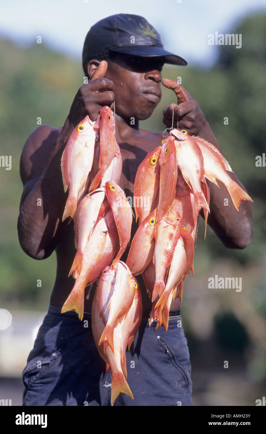 Fish Martinque West Indies, Martinique, fisherman holding fresh fish, close-up Stock ...