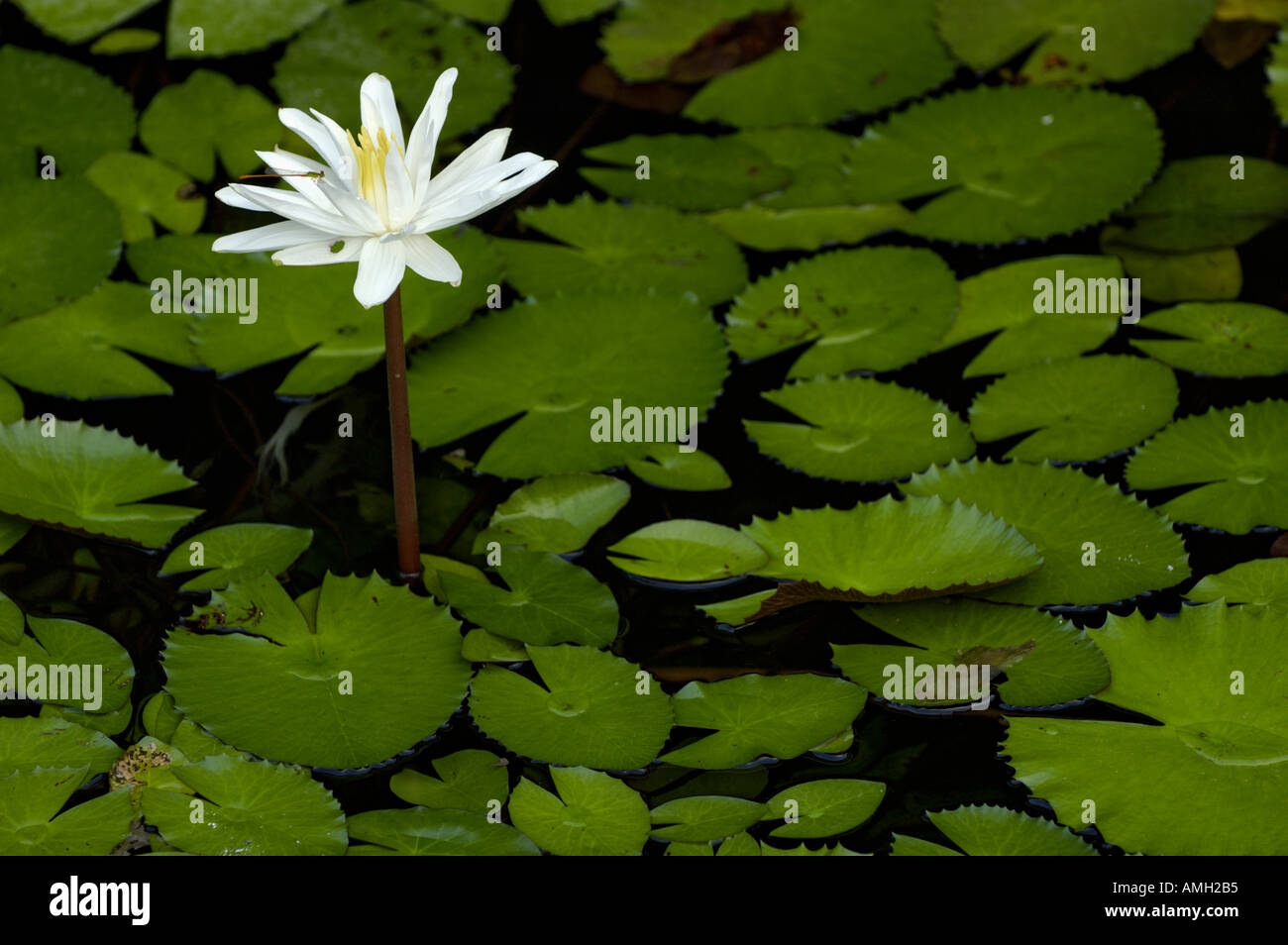 White lotus flower and water lilly, China Stock Photo