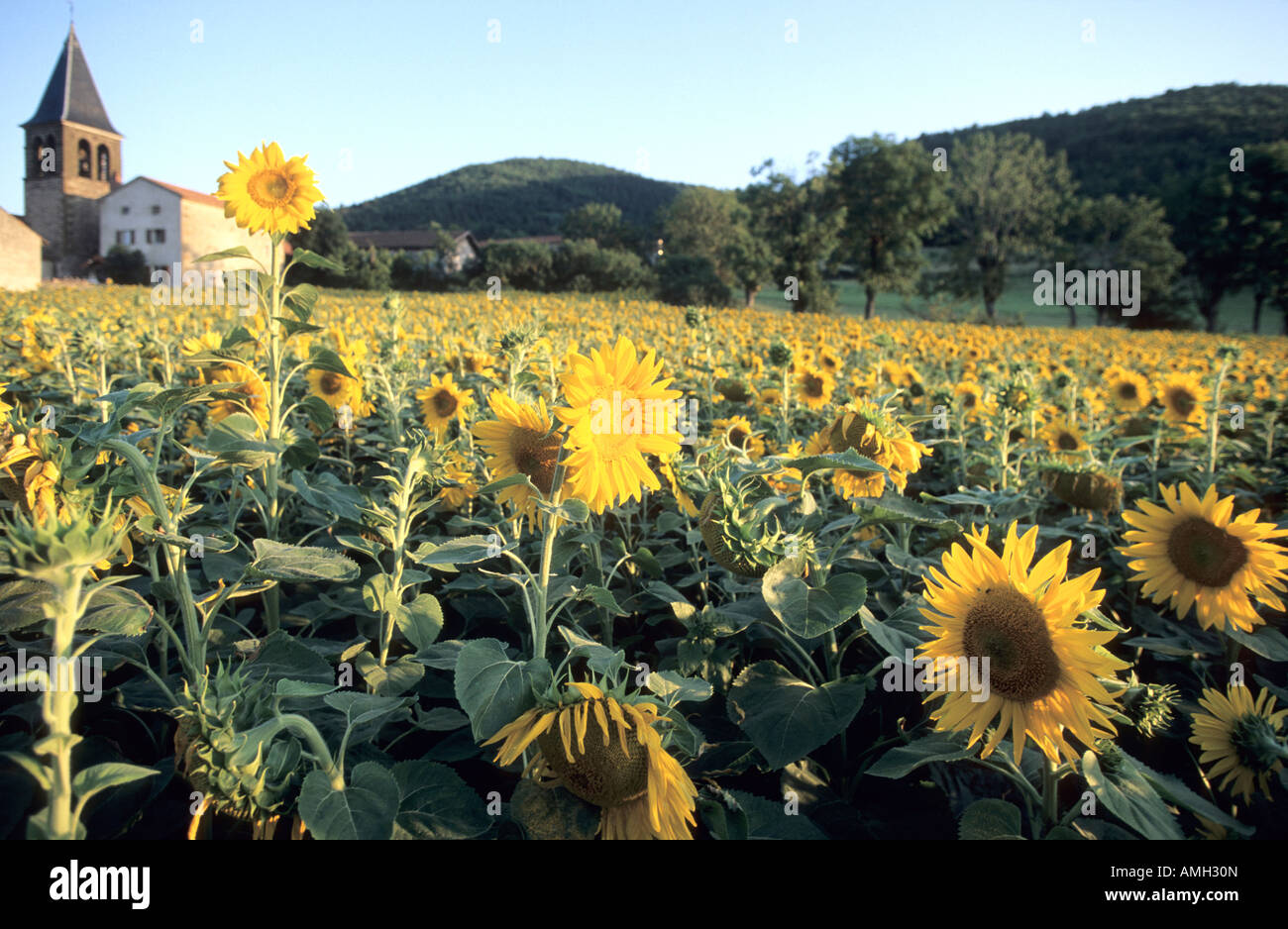 Sunflowers Auvergne France Stock Photo