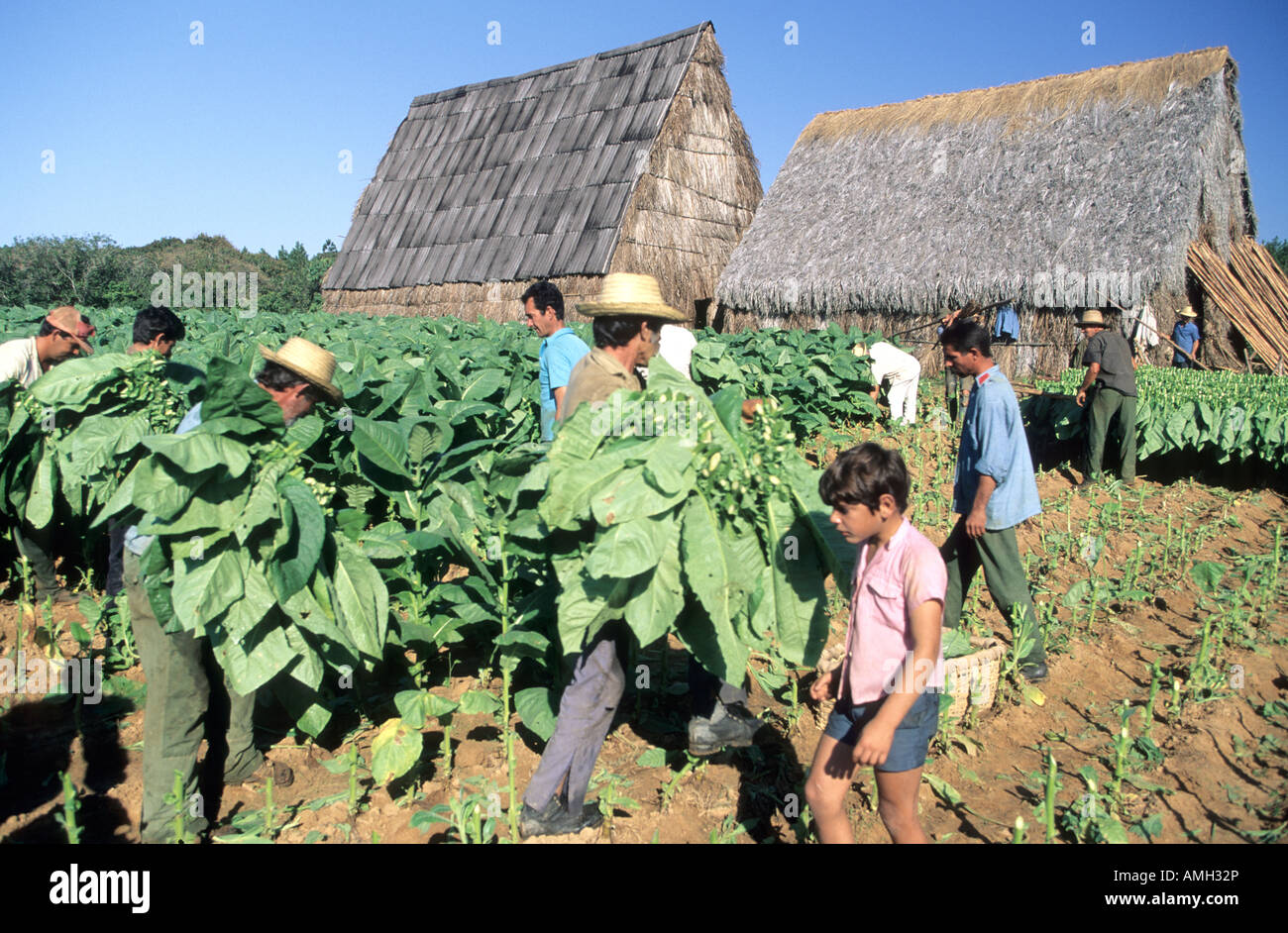 Cuba, Pinar del Rio, men in tobacco plantation Stock Photo