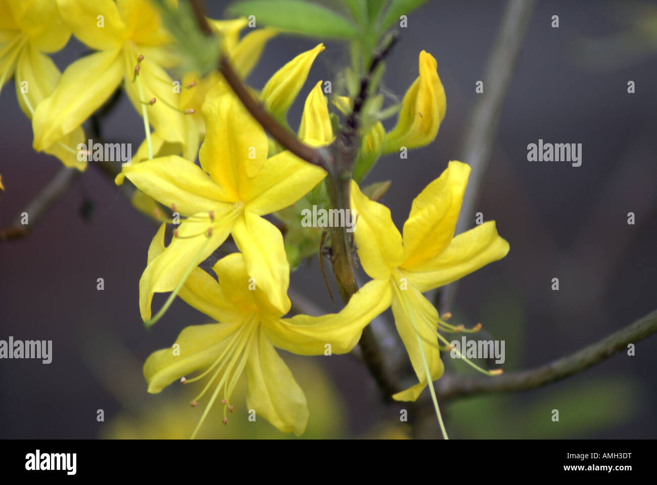 FLOWER F016 DSC 01272 Stock Photo Alamy