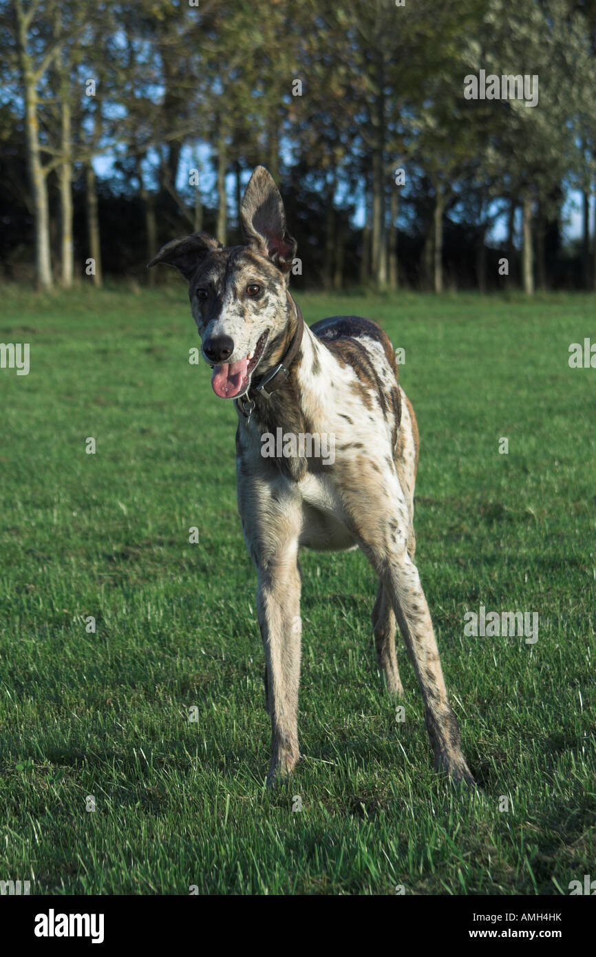 Collie/greyhound cross lurcher Stock Photo - Alamy