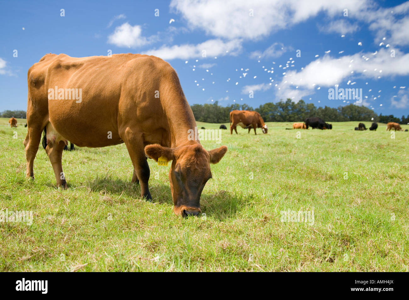 Beef cows grazing in green pasture. Stock Photo