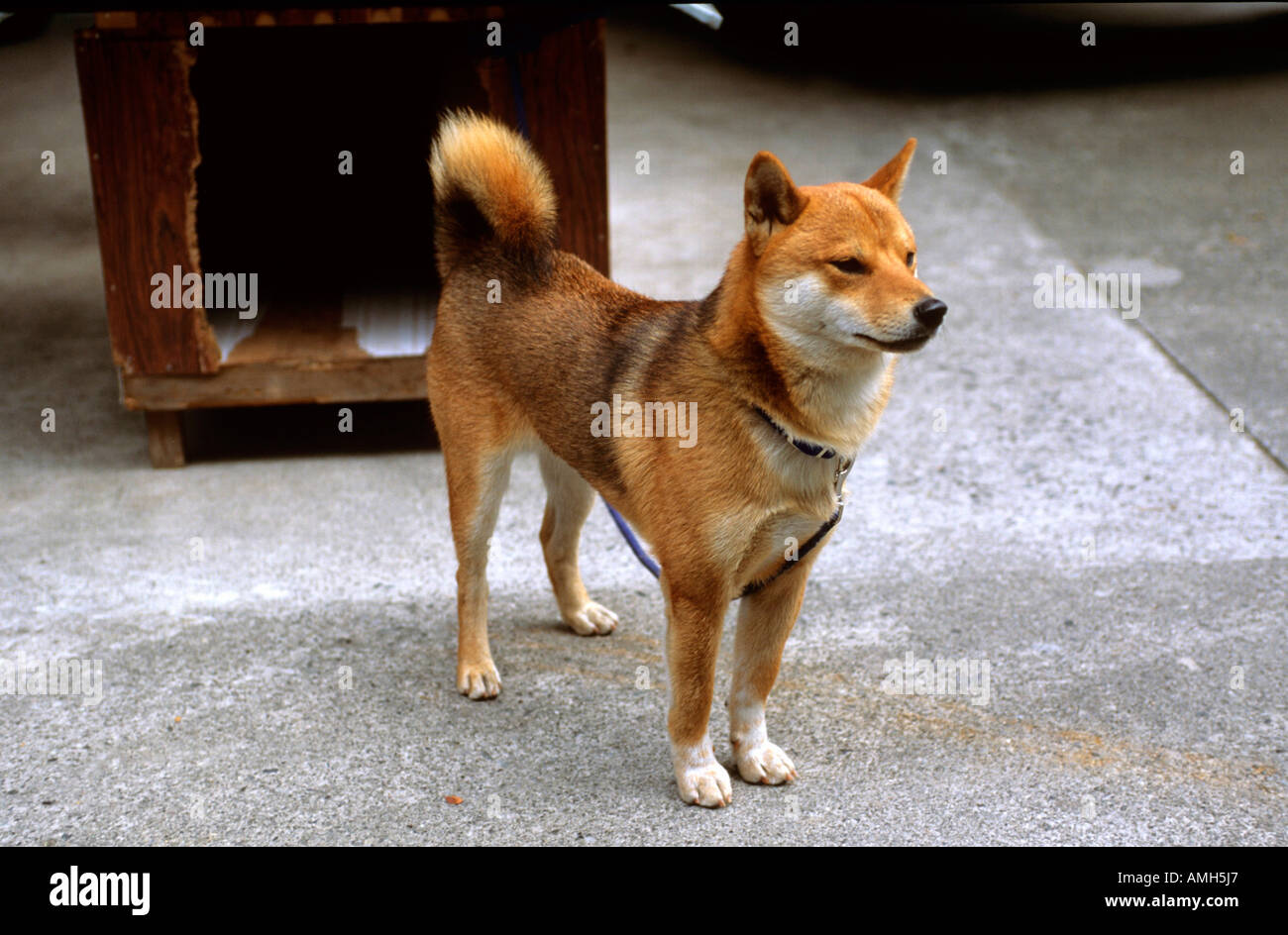 Japan, Tsuwano bei Yamaguchi, Akita-Hund Stock Photo