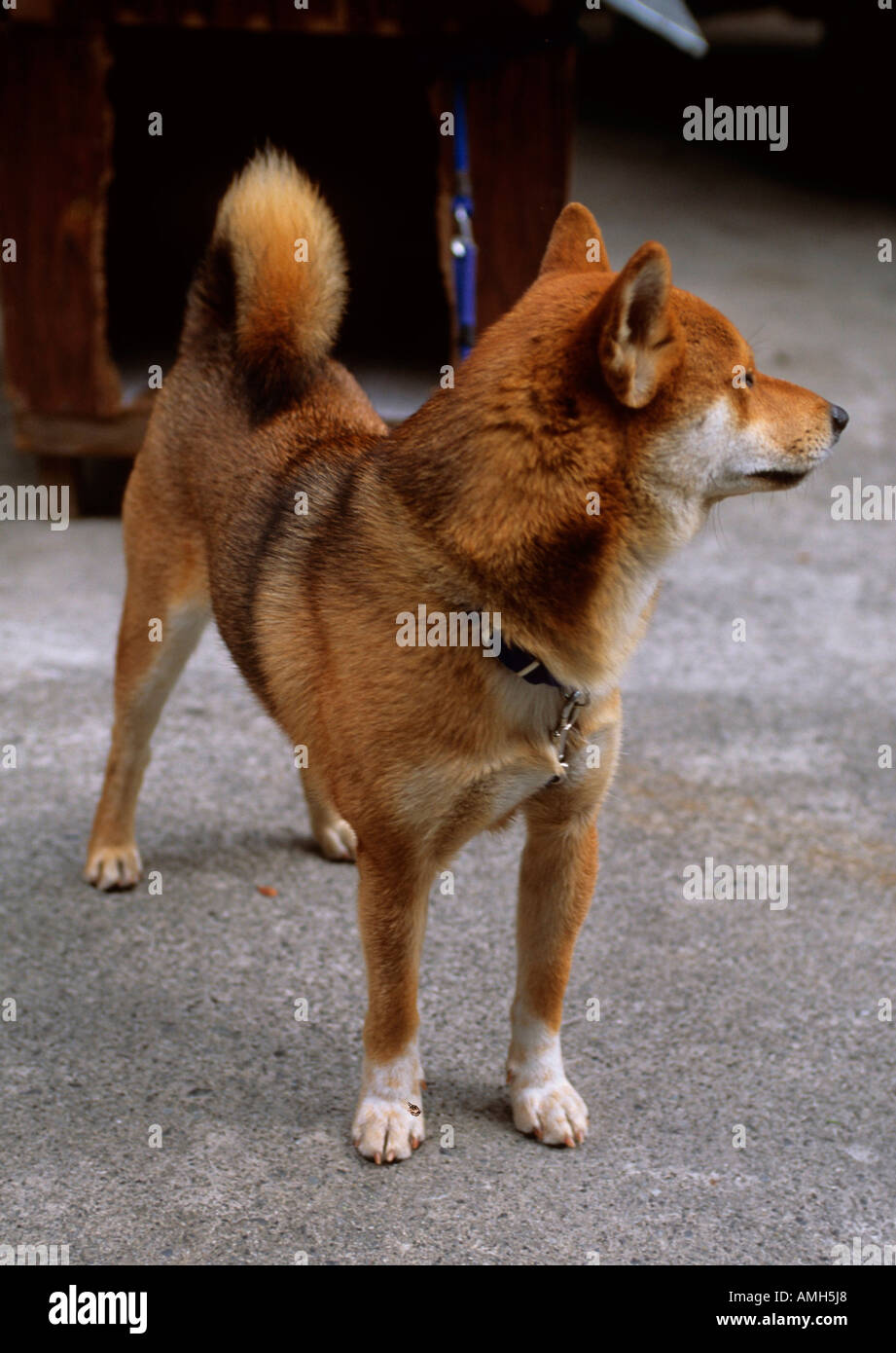 Japan, Tsuwano bei Yamaguchi, Akita-Hund Stock Photo