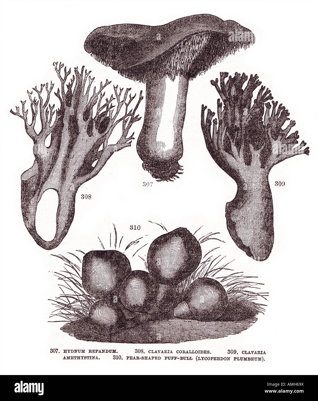 Hydnum repandum  clavaria coralloides amethystina pear shaped puff ball puffball lycoperdon plumbeum Hedgehog mushroom basidiomy Stock Photo
