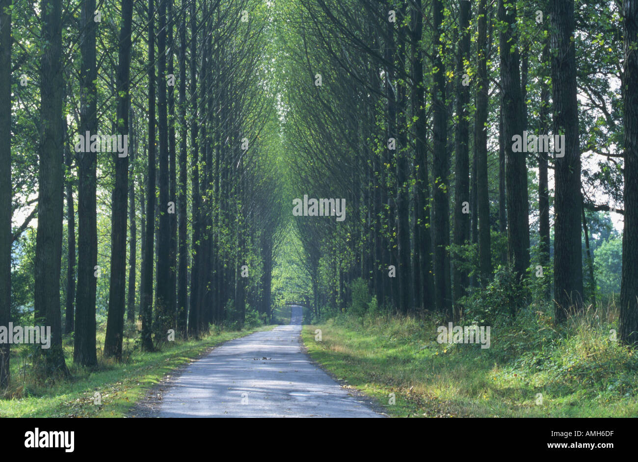 Avenue of Poplars Populus trichocarpa Stock Photo