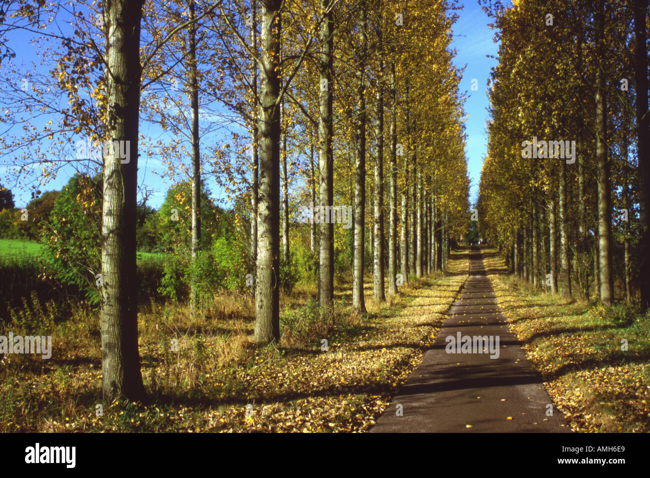 Avenue of Poplars Populus trichocarpa Stock Photo