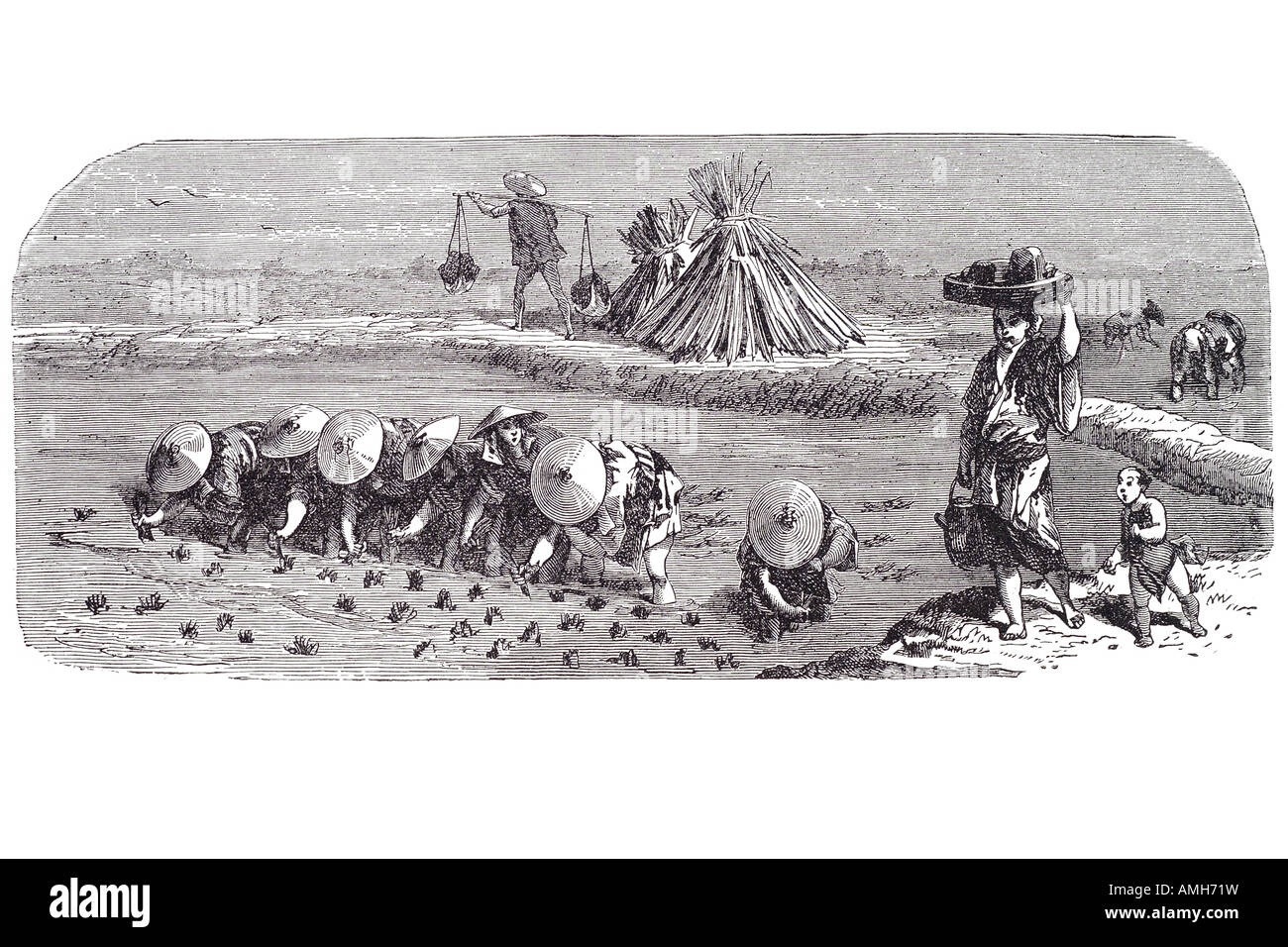 1890 Japan Japanese rice field agriculture staple diet farm plant paddy
