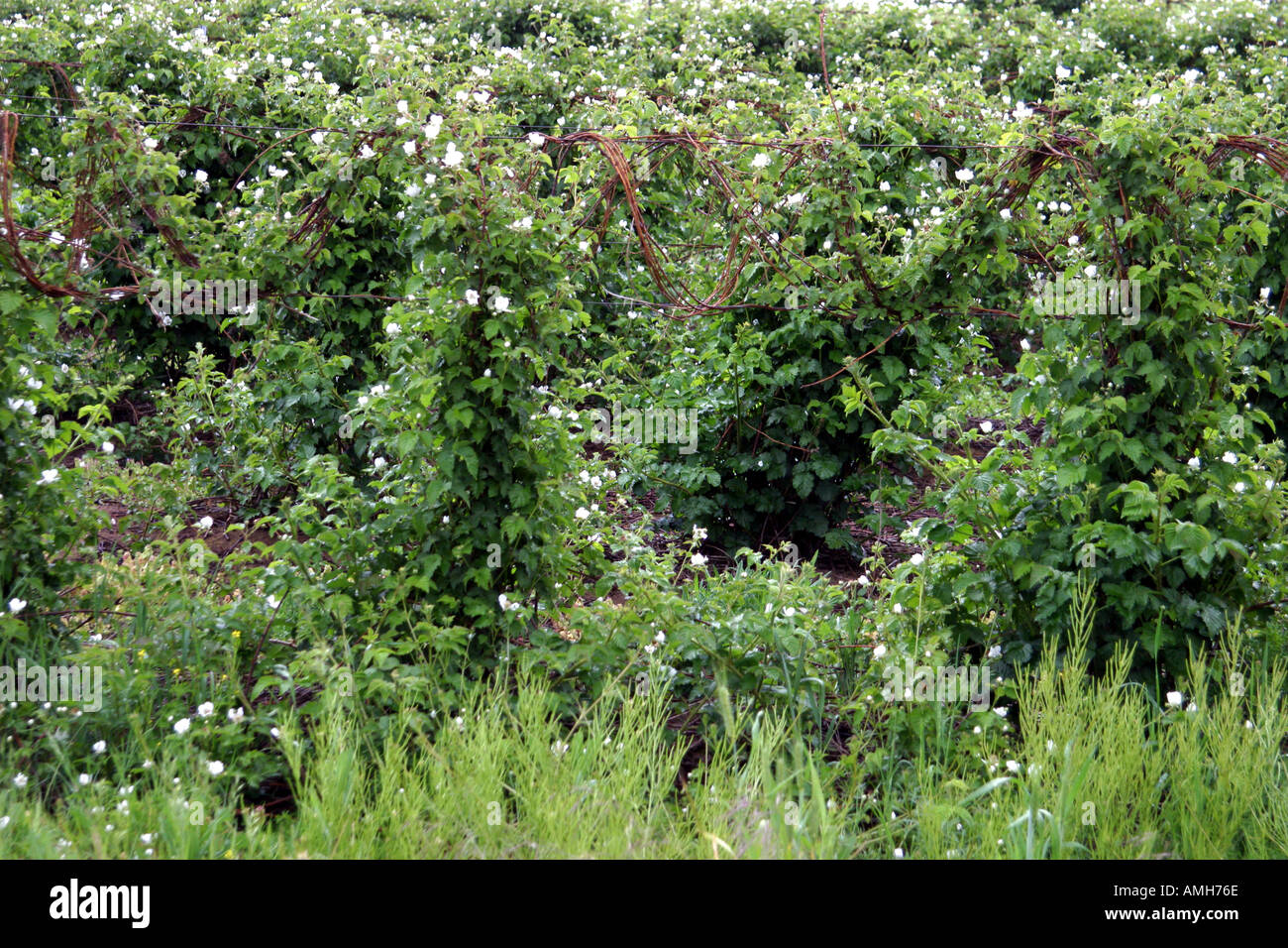 Blackberry vines hires stock photography and images Alamy