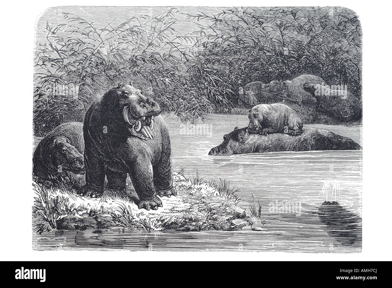 hippopotamus Hippopotamus amphibius hippo plant-eating African mammal ...