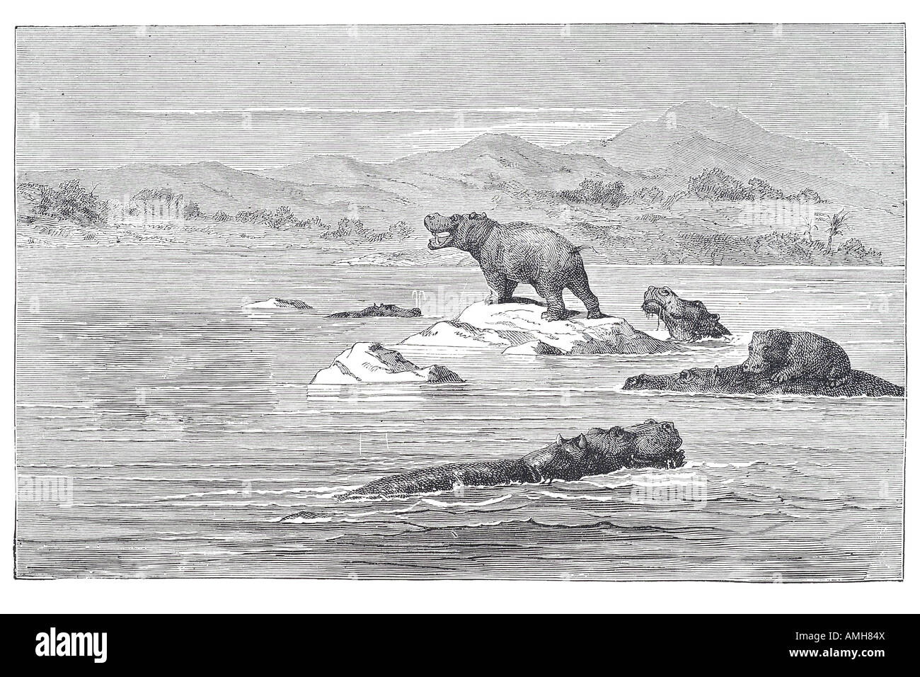 Haunt Of Sea Cow Hippo Hippopotamus Amphibius Hippopotamos Hippos Horse River Plant Eating African Mammal Hippopotamidae Hippopo Stock Photo Alamy Haunt Of Sea Cow Hippo Hippopotamus Amphibius Hippopotamos Hippos Horse River Plant Eating African Mammal Hippopotamidae Hippopo Stock Photo Alamy