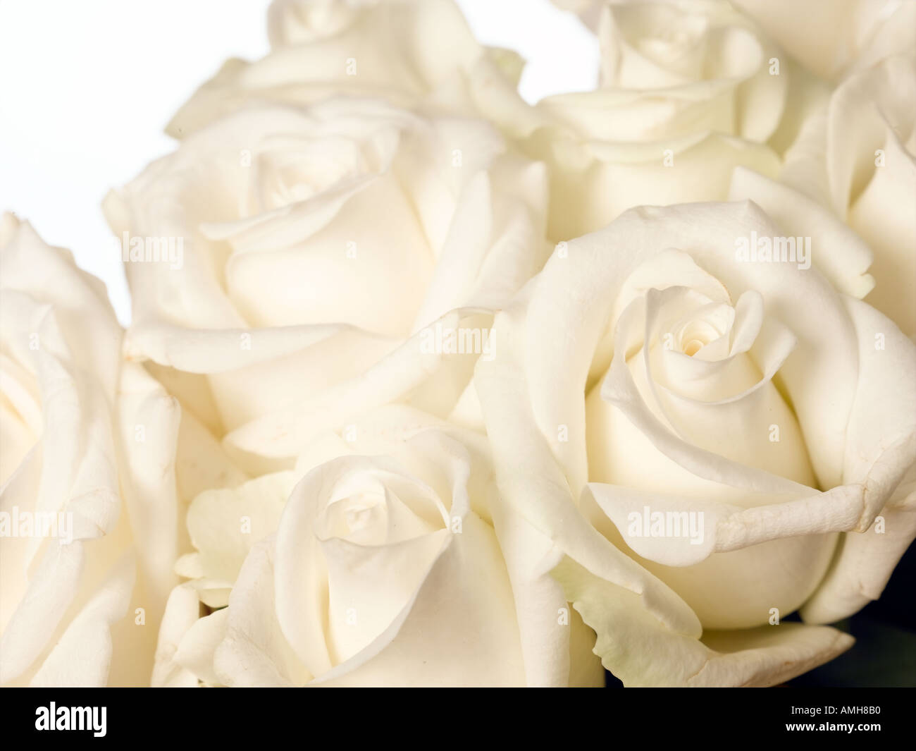 The White Rose High Resolution Stock Photography and Images - Alamy