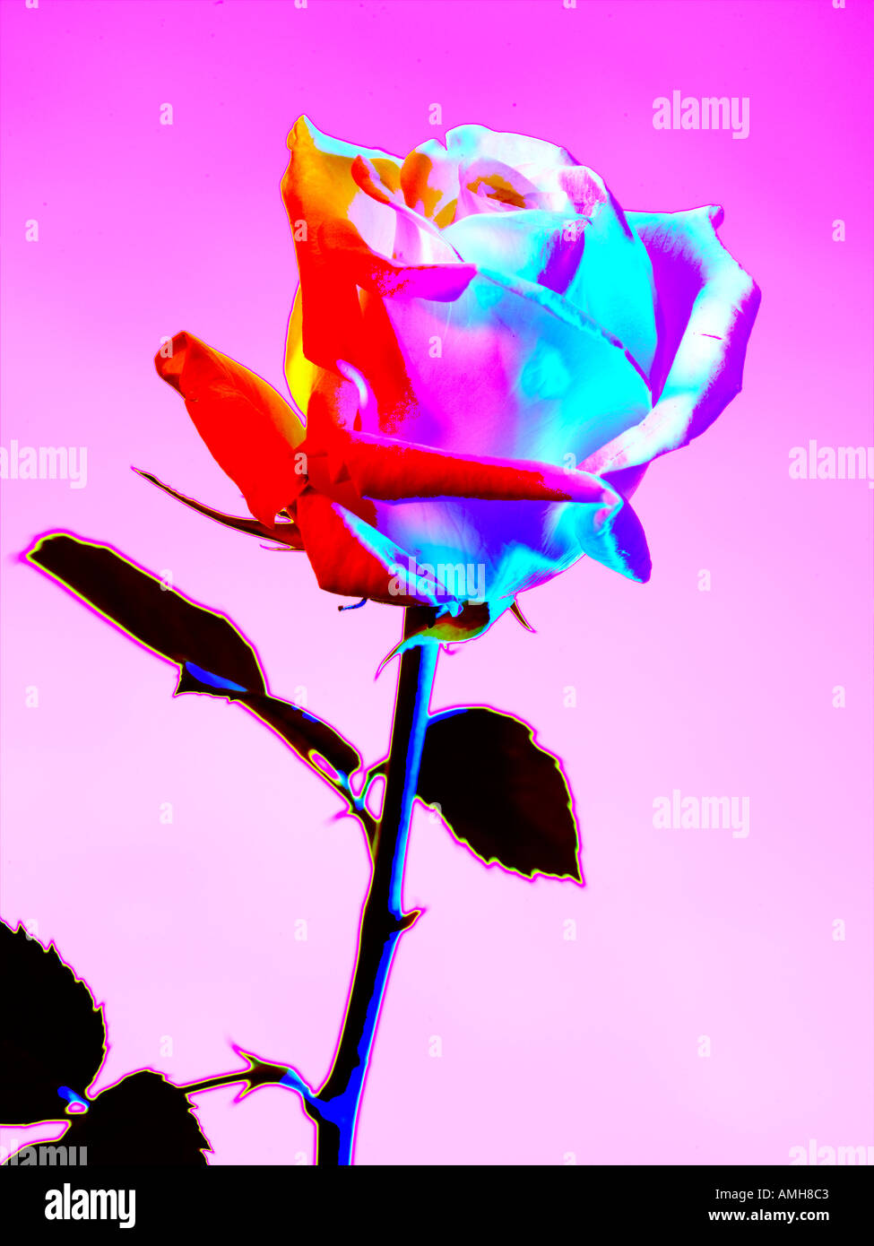 Single rose on stem hi-res stock photography and images - Alamy