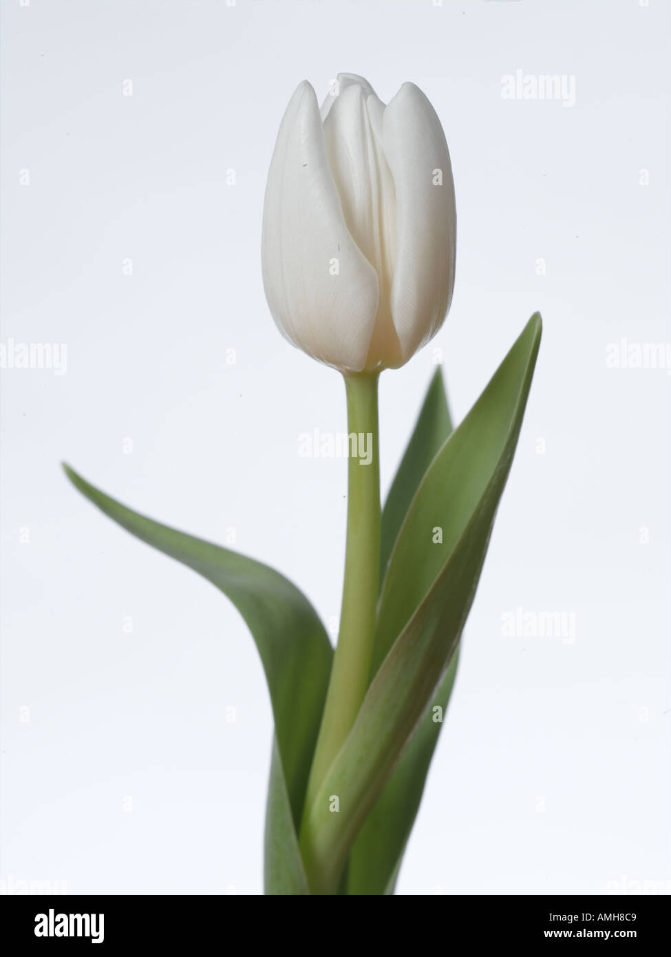 White tulip on white background Stock Photo - Alamy