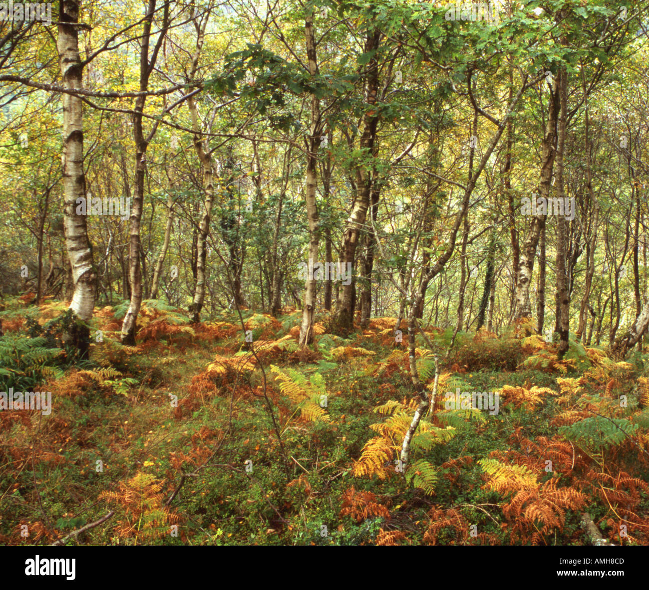 Silver birch woodland in Autumn Betula pendula Stock Photo
