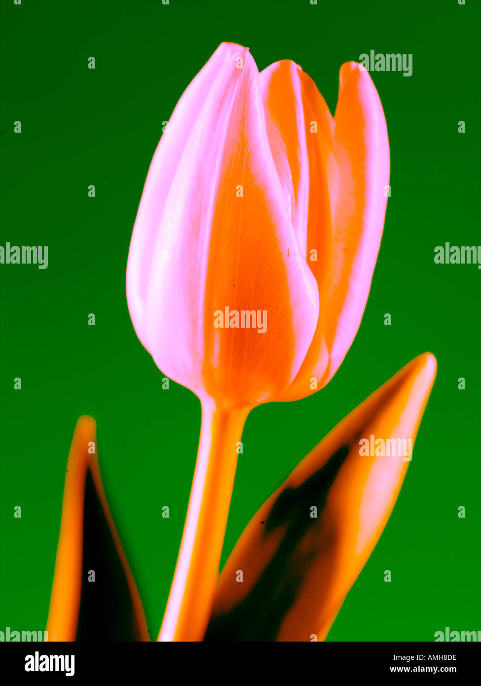 Vivid tulip color hi-res stock photography and images - Alamy