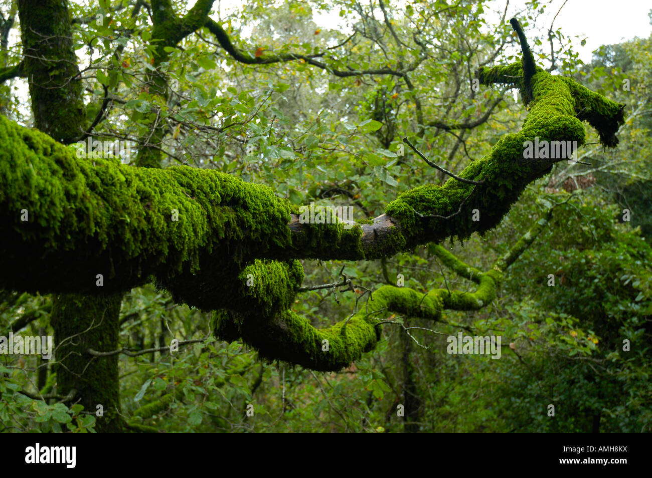 Quercus cubierto de musgo Stock Photo
