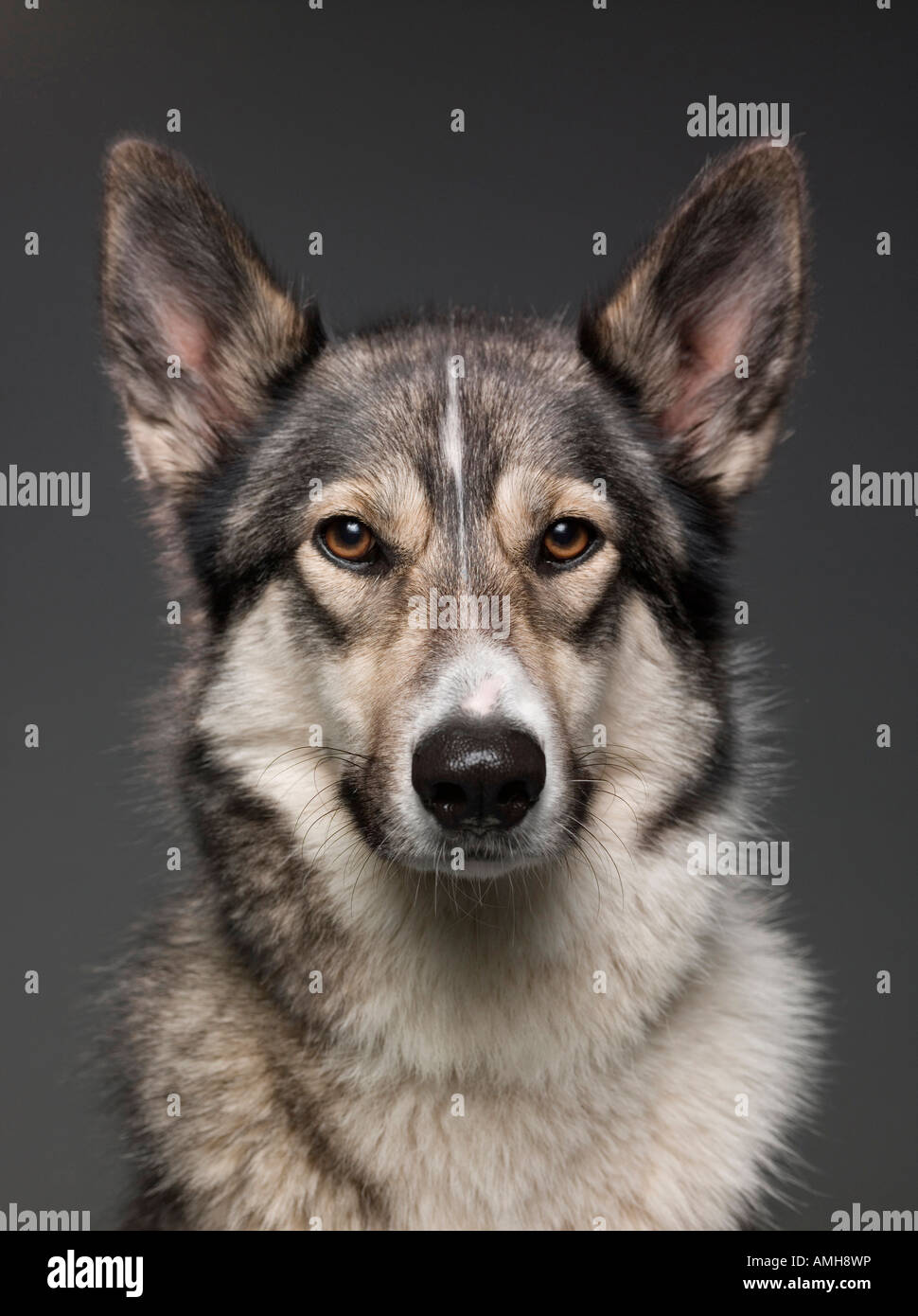 Shepherd husky cross hi-res stock photography and images - Alamy