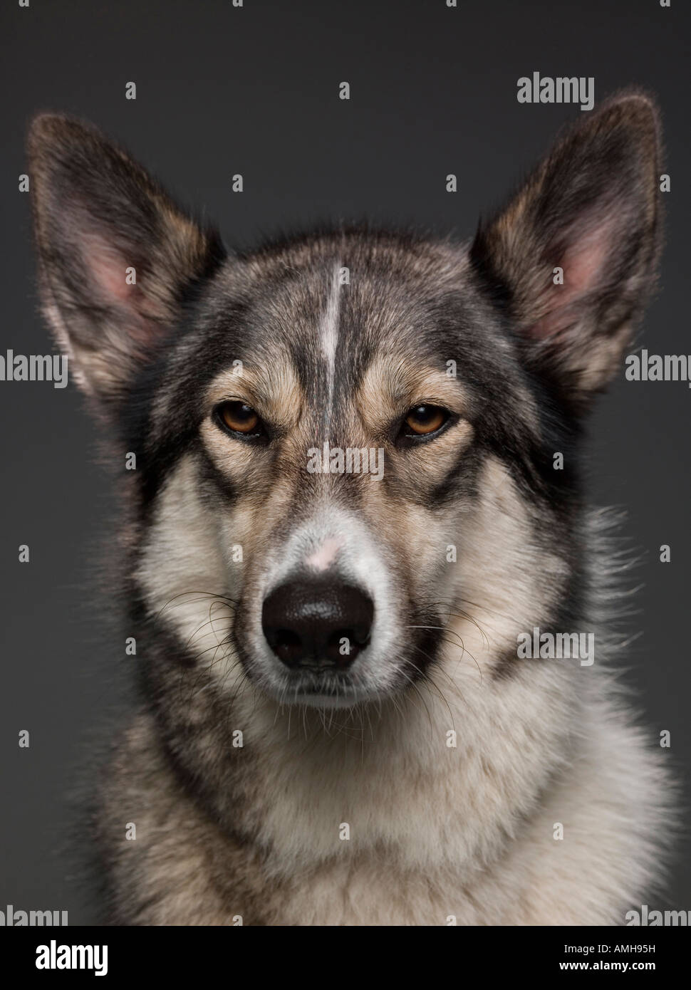 Portrait of an Alsation / Husky cross bred dog Stock Photo - Alamy