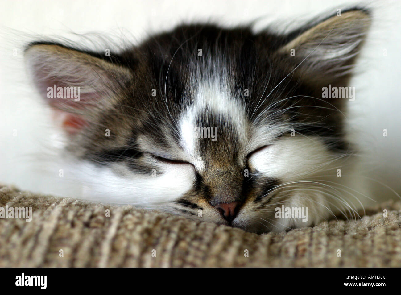 Kitten sleeping on a sofa Stock Photo Alamy