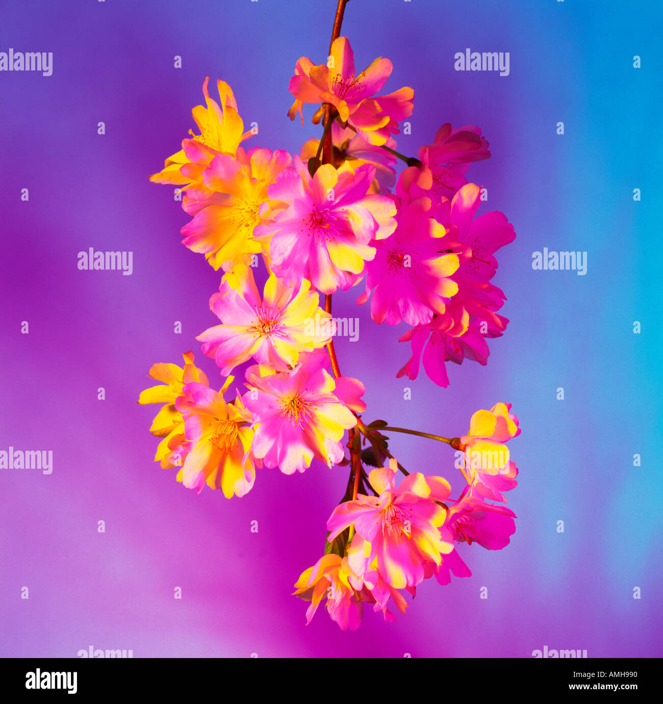 Cluster of cherry blossom hi-res stock photography and images - Alamy